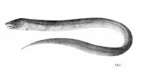 Bengal eel (Ophisternon bengalense)