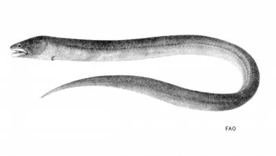 Bengal eel (Ophisternon bengalense)