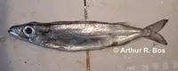 Bengal escolar (Rexea bengalensis)