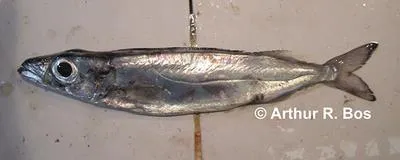 Bengal escolar (Rexea bengalensis)