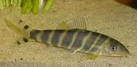 Bengal loach (Botia dario)