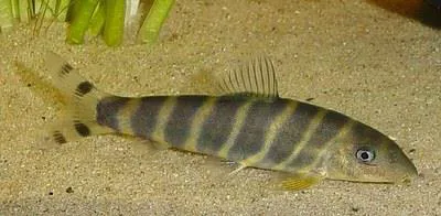 Bengal loach (Botia dario)