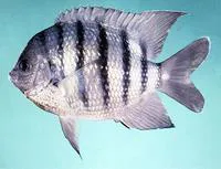 Bengal sergeant (Abudefduf bengalensis)