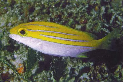 Bengal snapper (Lutjanus bengalensis)