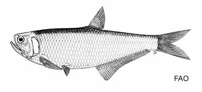 Bengal thryssa (Thryssa spinidens)