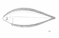 Bengal tongue sole (Cynoglossus cynoglossus)