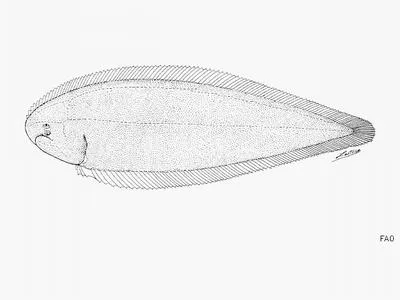 Bengal tonguesole (Cynoglossus semifasciatus)