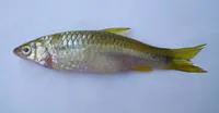 Bengala barb (Megarasbora elanga)