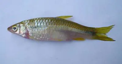 Bengala barb (Megarasbora elanga)