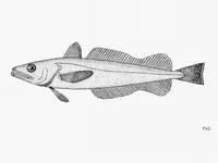 Benguela hake (Merluccius polli)
