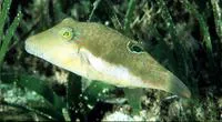 Bennett's sharpnose puffer (Canthigaster bennetti)