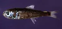 Benoit's lanternfish (Hygophum benoiti)