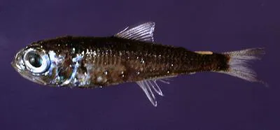Benoit's lanternfish (Hygophum benoiti)