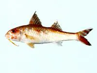 Bensasi goatfish (Upeneus japonicus)