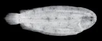 Bensbach River Sole (Leptachirus bensbach)