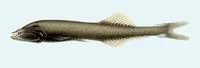 Benttooth bristlemouth (Cyclothone acclinidens)