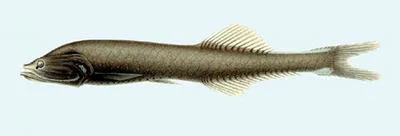 Benttooth bristlemouth (Cyclothone acclinidens)