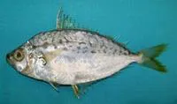 Berber ponyfish (Leiognathus berbis)