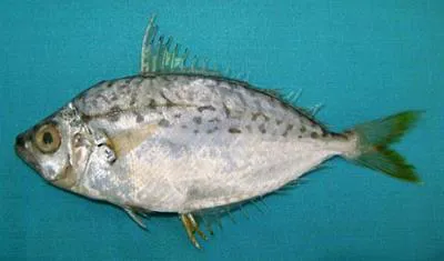 Berber ponyfish (Leiognathus berbis)