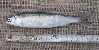 Bering cisco (Coregonus laurettae)