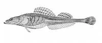 Bering poacher (Occella dodecaedron)