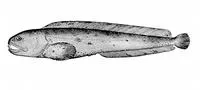 Bering wolffish (Anarhichas orientalis)