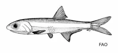 Bermuda anchovy (Anchoa choerostoma)