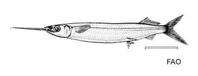Bermuda halfbeak (Hemiramphus bermudensis)