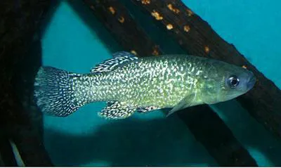 Bermuda killifish (Fundulus bermudae)