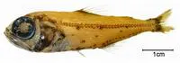 Bermuda lantern fish (Hygophum hygomii)