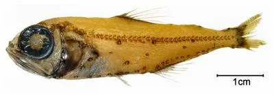Bermuda lantern fish (Hygophum hygomii)