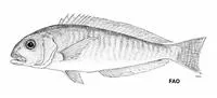 Bermuda tilefish (Caulolatilus bermudensis)