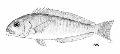 Bermuda tilefish (Caulolatilus bermudensis)