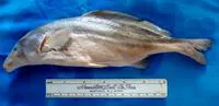 Bernhard's elephant-snout fish (Mormyrus bernhardi)