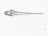 Berry's grenadier (Mesobius berryi)