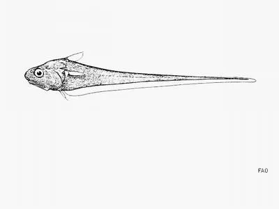 Berry's grenadier (Mesobius berryi)