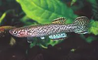 Berthold's killi (Scriptaphyosemion bertholdi)