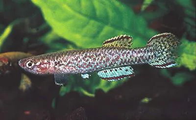 Berthold's killi (Scriptaphyosemion bertholdi)