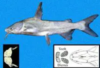 Besudo sea catfish (Cathorops tuyra)