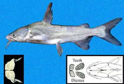 Besudo sea catfish (Cathorops tuyra)