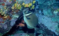 Biafra doctorfish (Prionurus biafraensis)