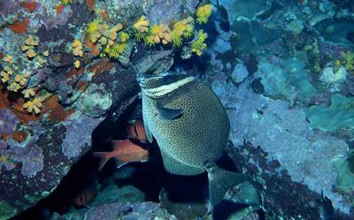 Biafra doctorfish (Prionurus biafraensis)