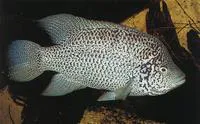 Biajaca (Nandopsis tetracanthus)