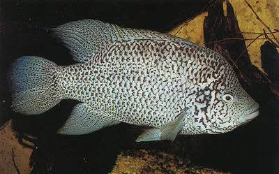 Biajaca (Nandopsis tetracanthus)