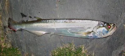 Biara (Rhaphiodon vulpinus)
