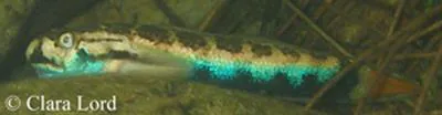 Bichique (Sicyopterus lagocephalus)