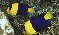 Bicolor angelfish (Centropyge bicolor)