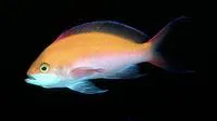 Bicolor anthias (Pseudanthias bicolor)