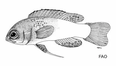 Bicolor basslet (Lipogramma klayi)