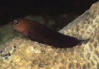 Bicolor blenny (Ecsenius bicolor)